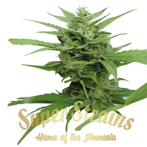 DFA van Super Strains