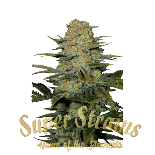 Amajikoym van Super Strains