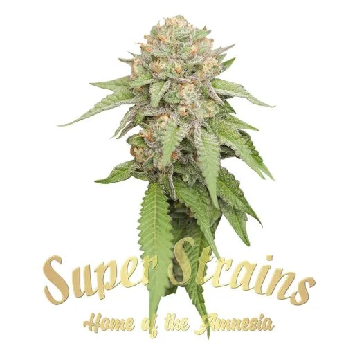 Enemy of the State van Super Strains