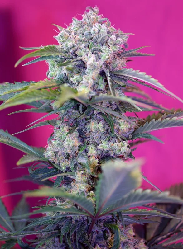 Cream Mandarine van Sweet Seeds