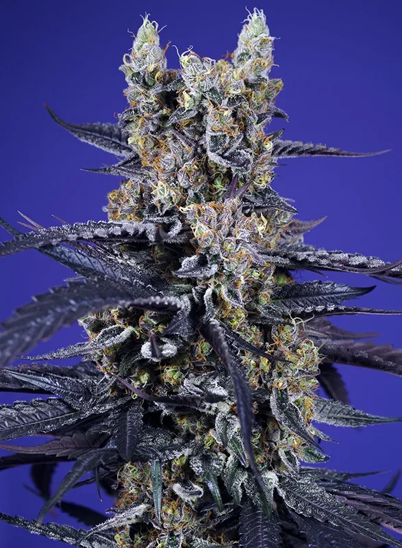 Super Boof XL van Sweet Seeds