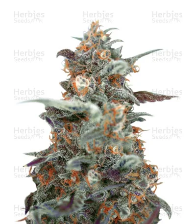 Devil Cream van Sweet Seeds