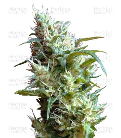 Flash Back #2 van Sweet Seeds
