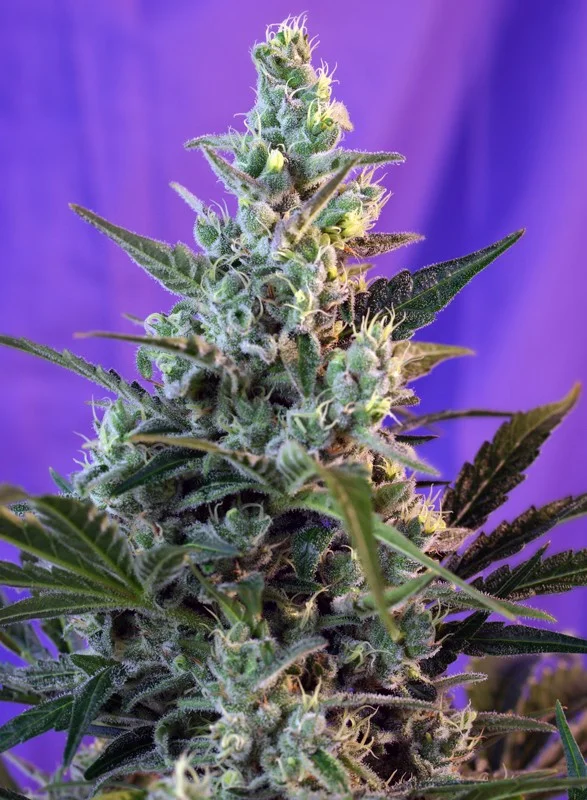 Sweet Skunk Fast Version van Sweet Seeds