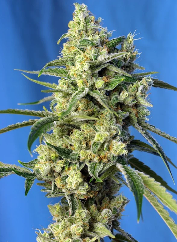 Sweet Amnesia Haze van Sweet Seeds