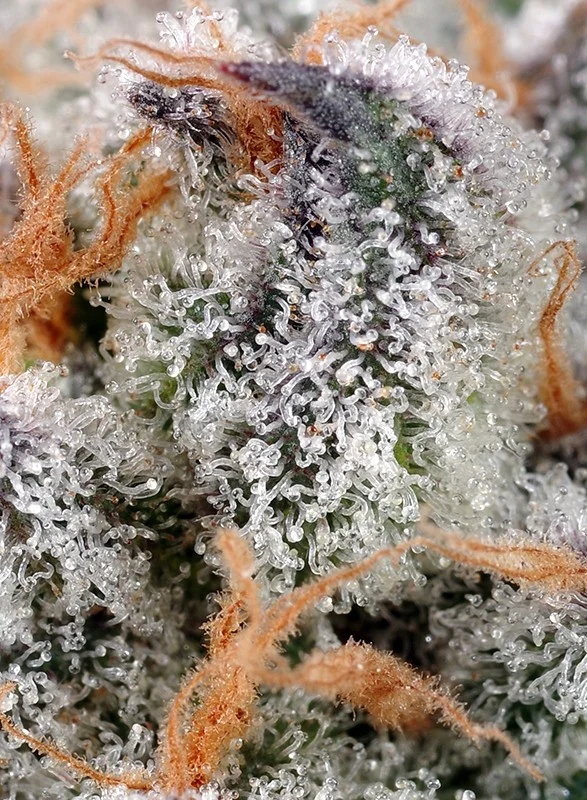 Sweet Cheese van Sweet Seeds