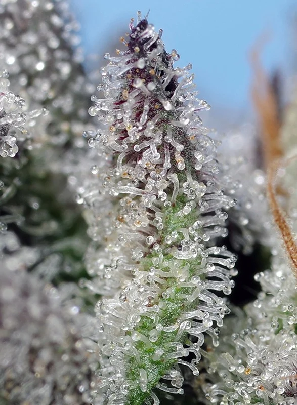 Orange Apricot Glue XL van Sweet Seeds