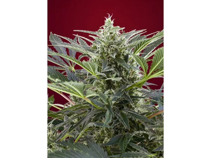 Cream 47 van Sweet Seeds