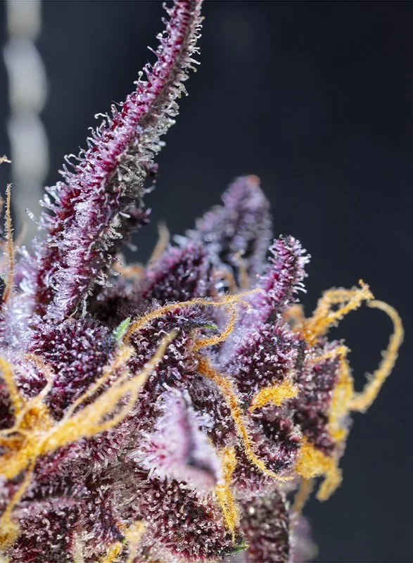 Diablo Rojo XL van Sweet Seeds