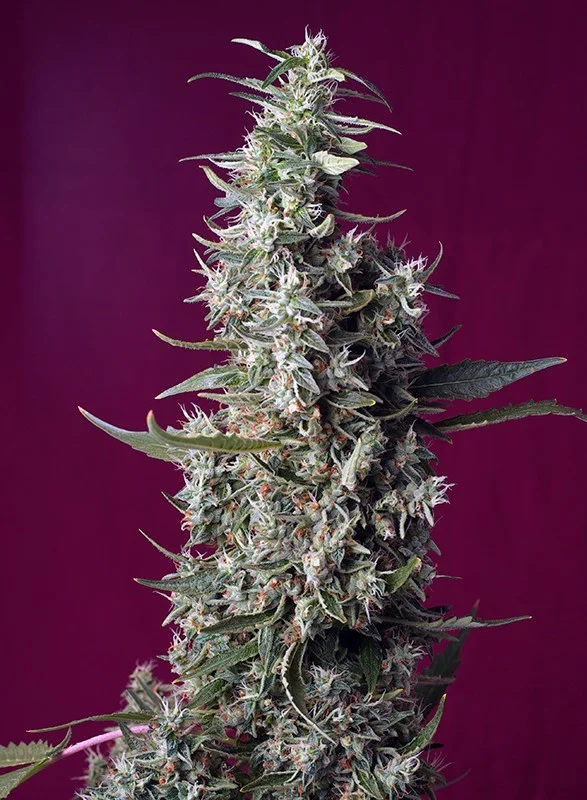 Sweet Cherry Pie van Sweet Seeds