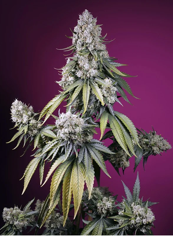 Jealousy Z XL van Sweet Seeds