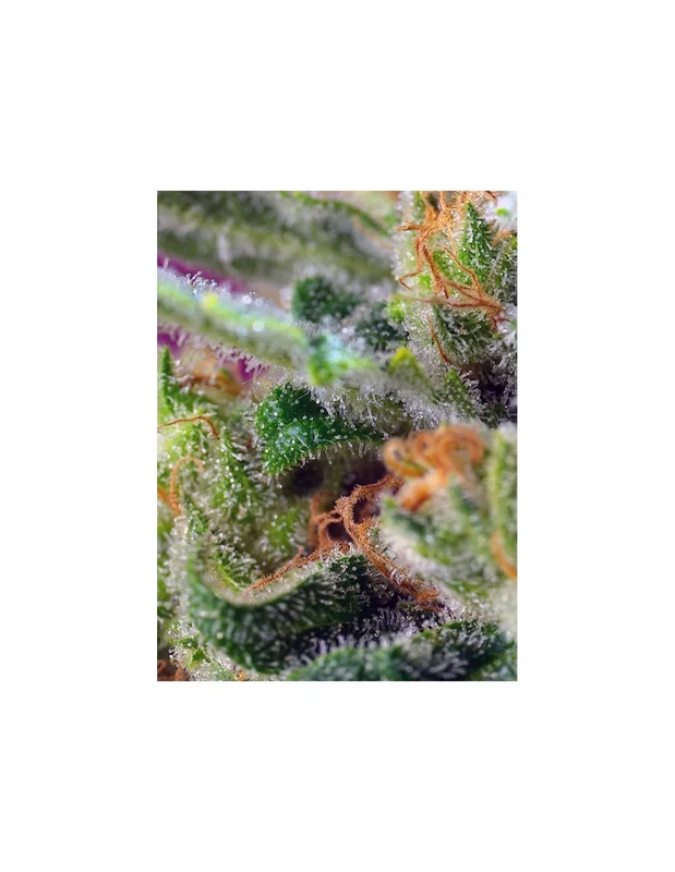 Black Jack CBD van Sweet Seeds