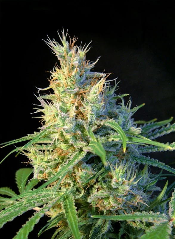 Psicodelicia van Sweet Seeds