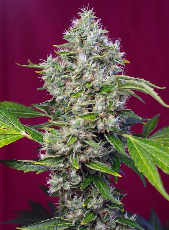 San Fernando Lemon Kush van Sweet Seeds