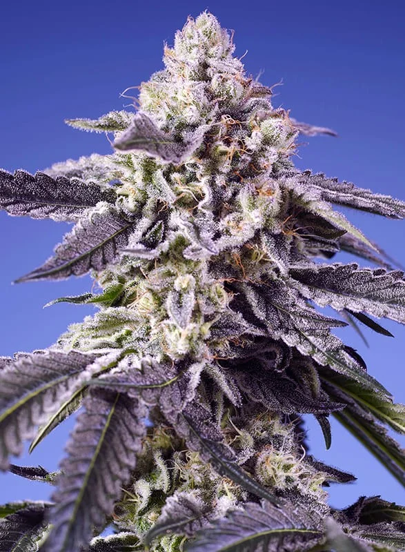 Permanent Jealousy XL van Sweet Seeds