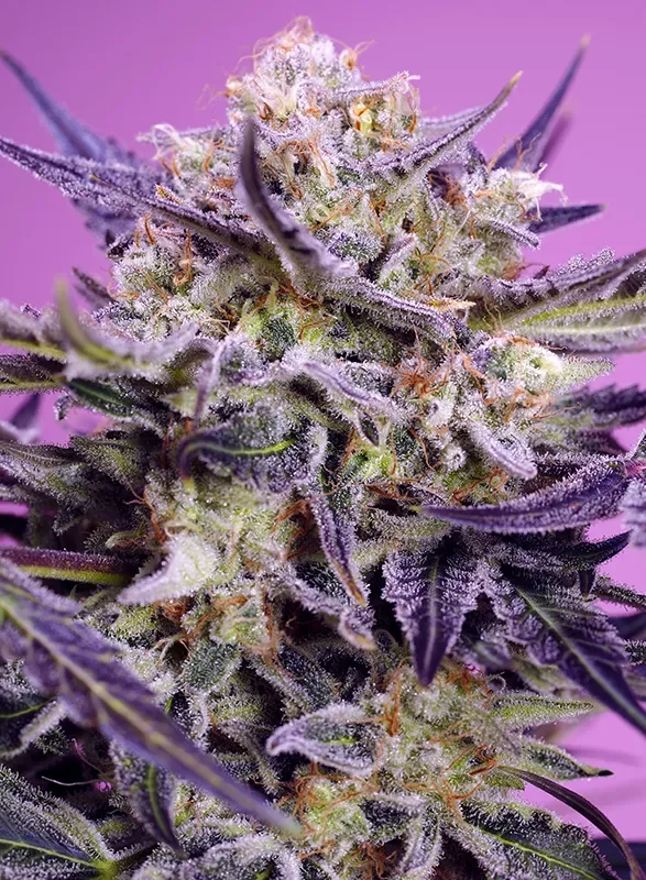 Pink Guava F1 Fast Version van Sweet Seeds