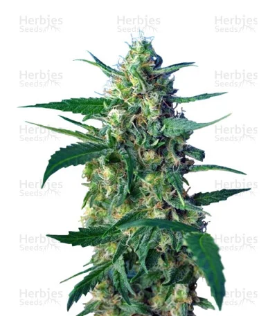 Ice Cool van Sweet Seeds