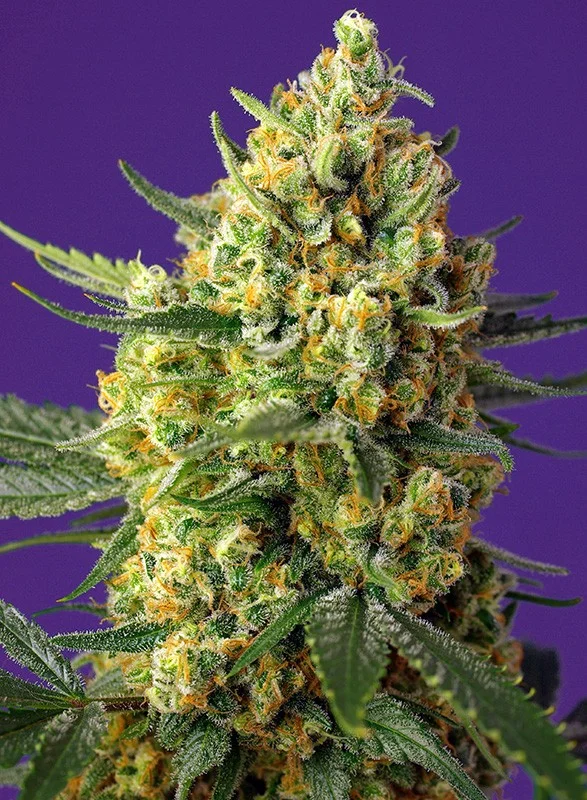 Crystal Candy XL van Sweet Seeds