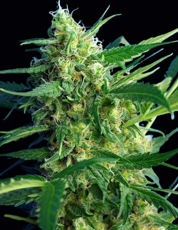Ice Cool van Sweet Seeds