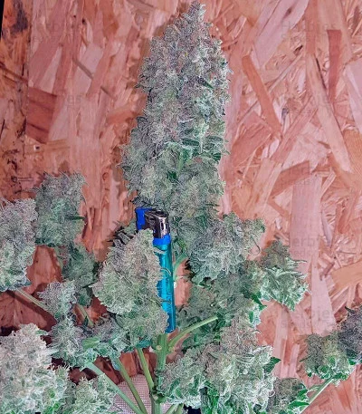 Sweet Trainwreck van Sweet Seeds