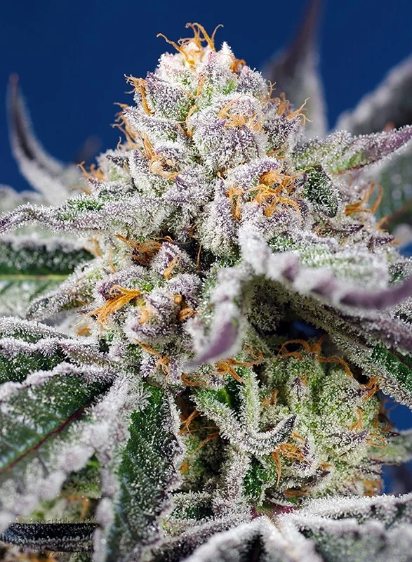 Orange Apricot Glue XL van Sweet Seeds