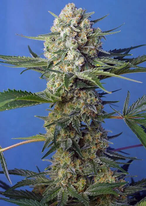 Crystal Candy F1 Fast Version van Sweet Seeds