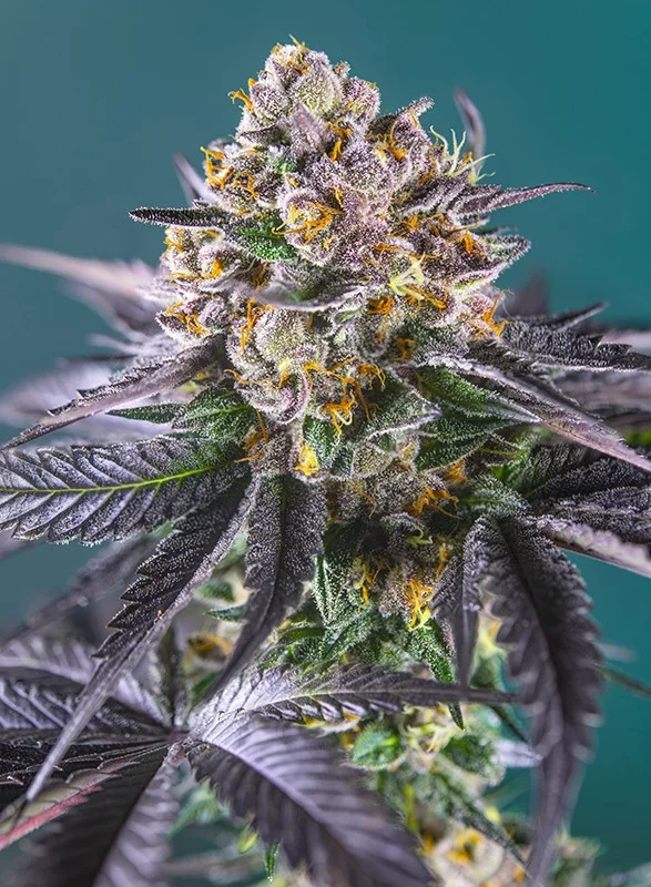 Red Strawberry Banana van Sweet Seeds