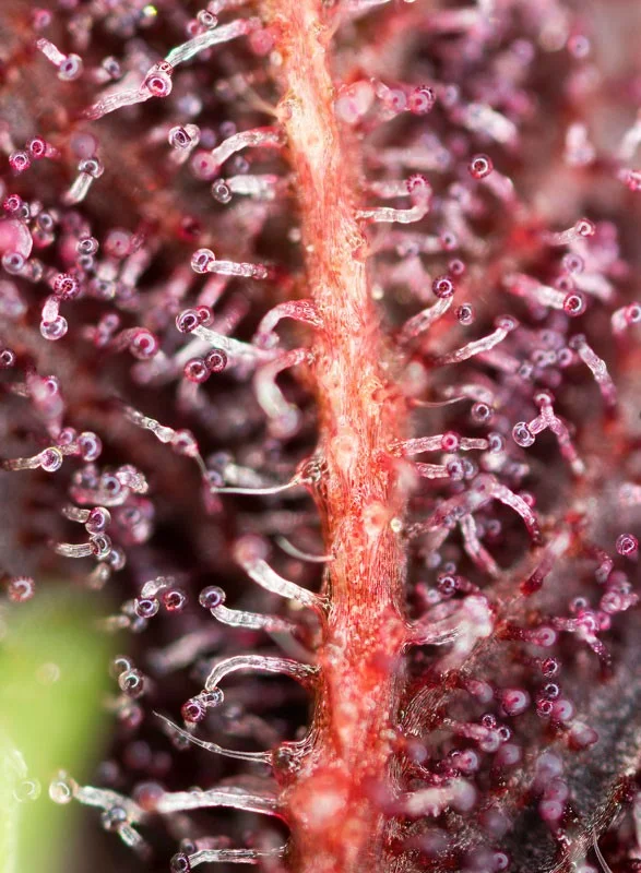 Red Hot Muffin van Sweet Seeds