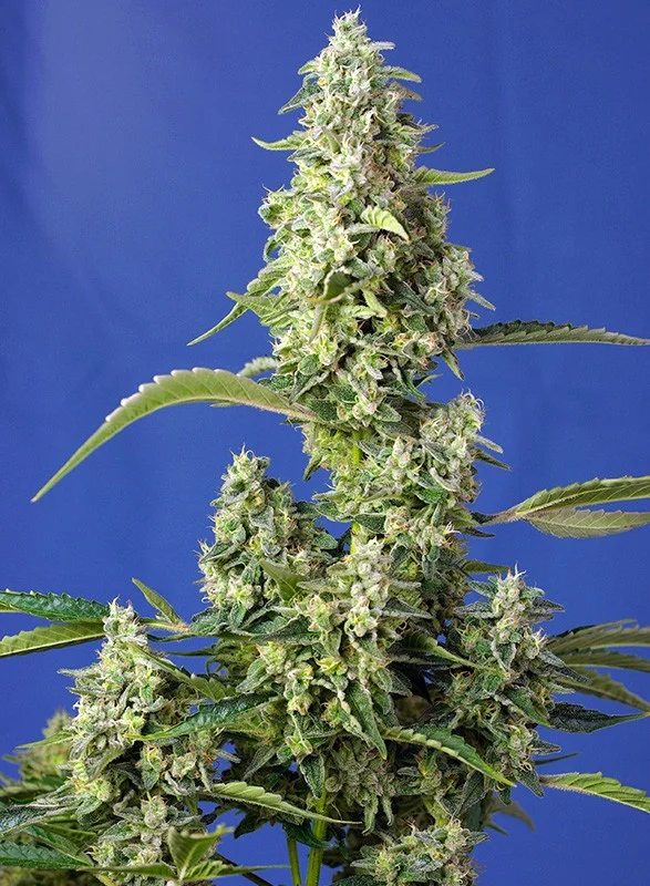 Gorilla Girl XL van Sweet Seeds
