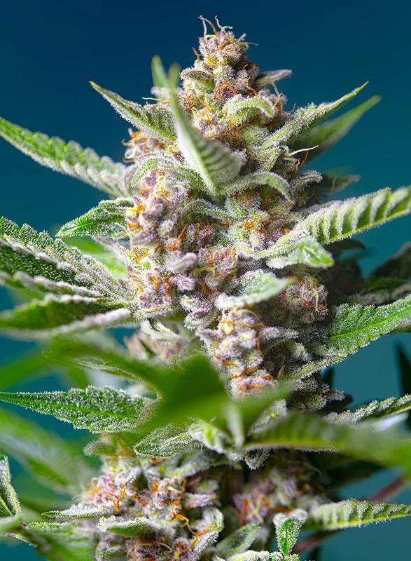 Purple Punch OG van Sweet Seeds