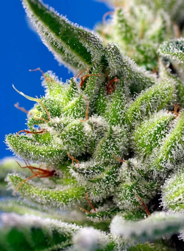Sweet Gelato van Sweet Seeds