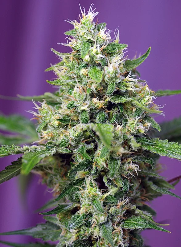 Sweet Amnesia Haze XL van Sweet Seeds