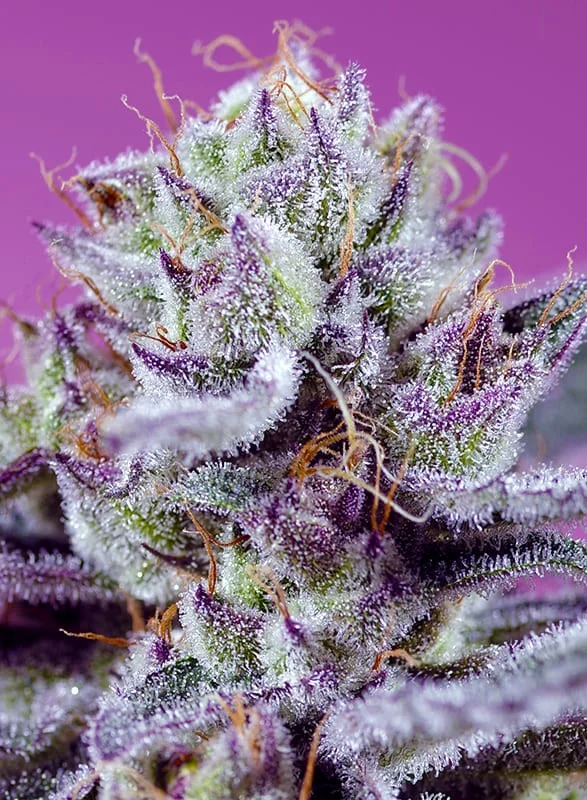 Diablos Delight's XL van Sweet Seeds