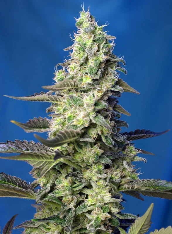 Green Poison XL van Sweet Seeds