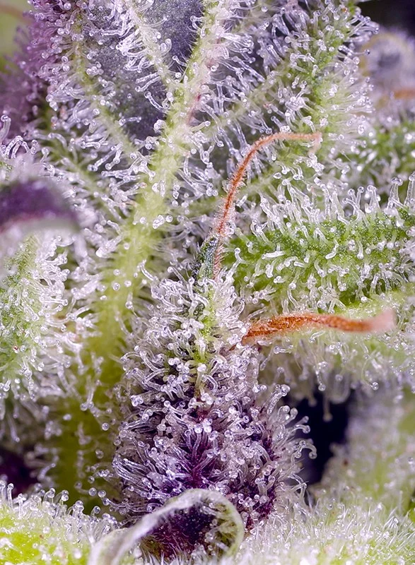 Monster Maker van Sweet Seeds