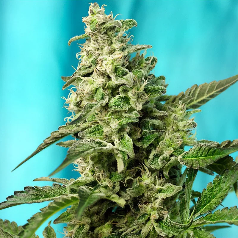 Green Poison Fast Version van Sweet Seeds