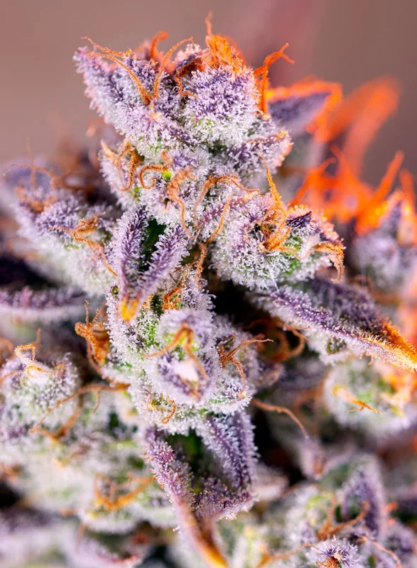 Tropicanna Poison XL van Sweet Seeds