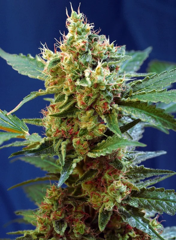 Cream Mandarine XL van Sweet Seeds