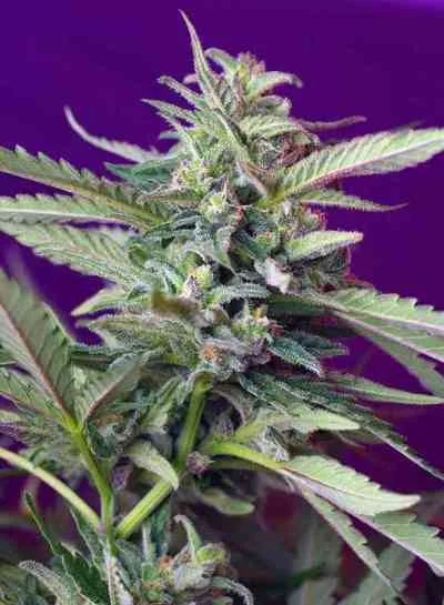 S.A.D. van Sweet Seeds