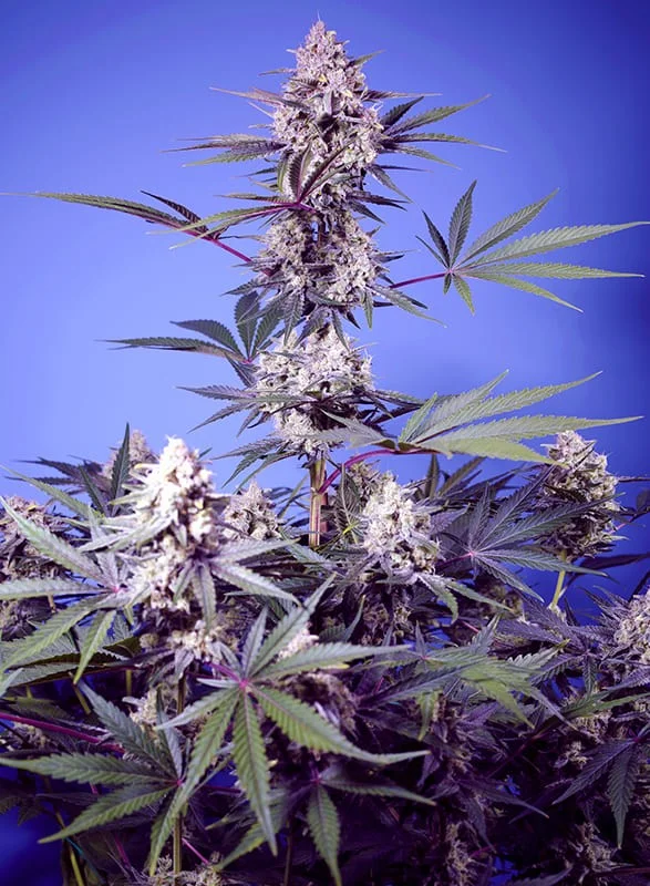 Mental Rainbow F1 Fast Version van Sweet Seeds