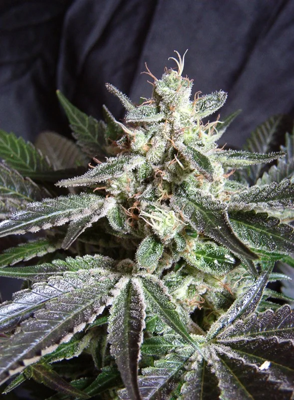 Black Jack van Sweet Seeds