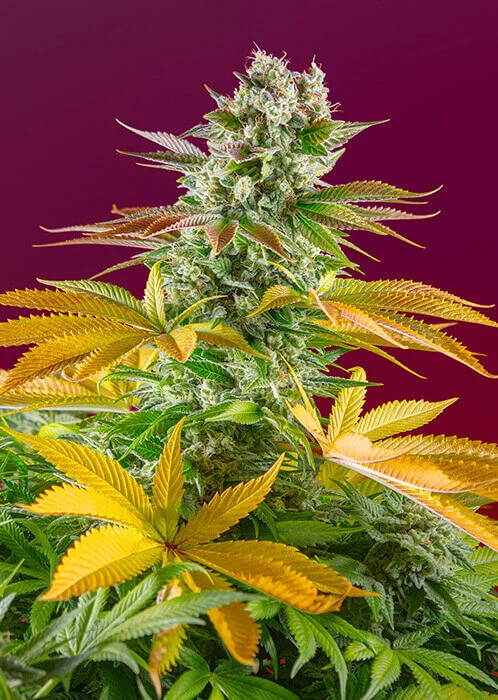 Gorilla Girl F1 Fast Version van Sweet Seeds