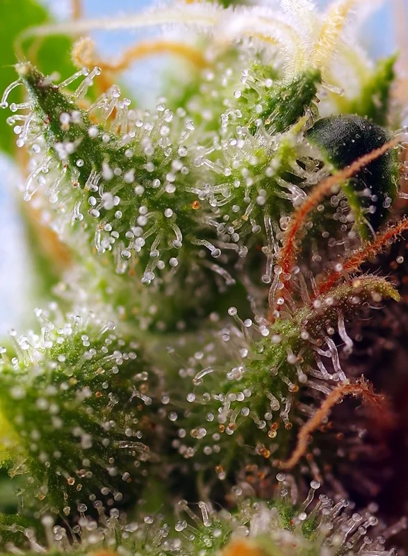 Skywalker OG Runtz XL van Sweet Seeds