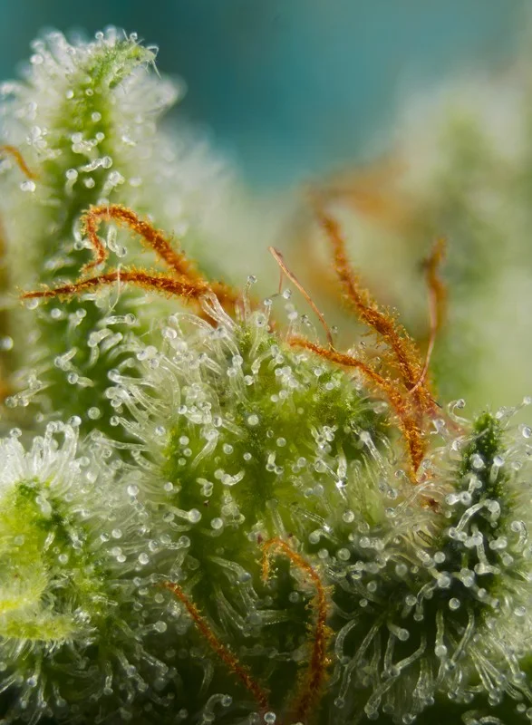 Big Devil XL van Sweet Seeds