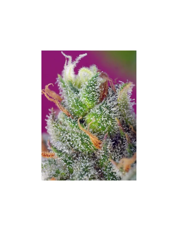 Black Jack CBD van Sweet Seeds