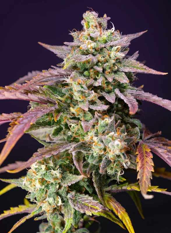 Purple Punch OG XL van Sweet Seeds