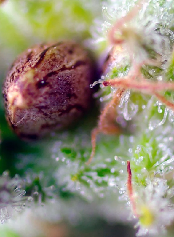 Killer Kush van Sweet Seeds