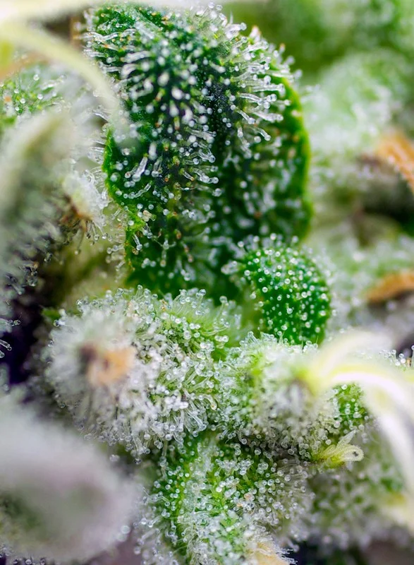 Gorilla Girl XL van Sweet Seeds