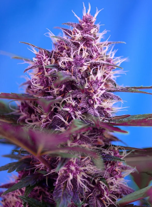Red Poison van Sweet Seeds