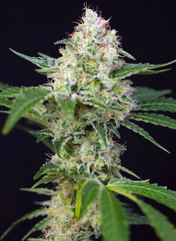 Crystal Candy van Sweet Seeds
